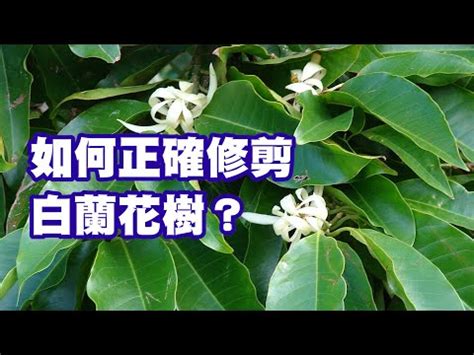 金玉蘭花種植禁忌|玉蘭花樹的風水禁忌 種植要注意什麼